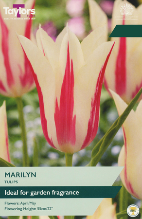 Tulip - Marilyn - 6 Bulb Pack