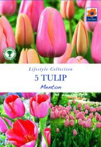 Tulip - Menton - 5 Bulb Pack