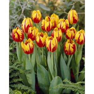 Tulip Mickey Mouse Pack Of 10 Size 10/11