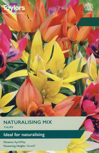 Tulip - Naturalising Mix - 15 Bulb Pack