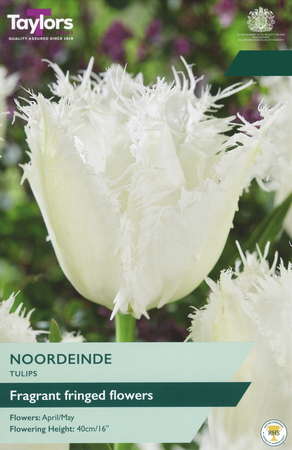 Tulip - Noordeinde - 5 Bulb Pack