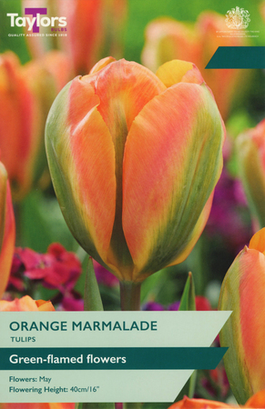 Tulip - Orange Marmalade - 6 Bulb Pack
