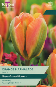 Tulip - Orange Marmalade - 6 Bulb Pack