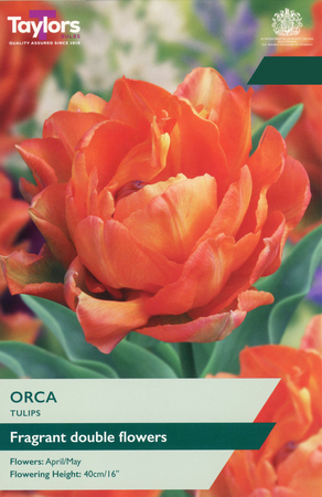 Tulip - Orca - 5 Bulb Pack