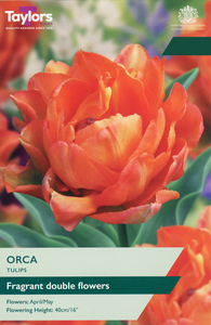 Tulip - Orca - 5 Bulb Pack