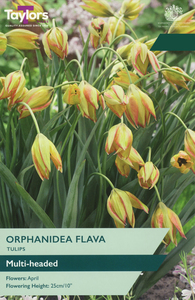 Tulip - Orphanidea Flava - 12 Bulb Pack