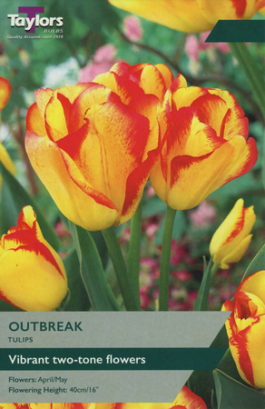 Tulip - Outbreak - 7 Bulb Pack