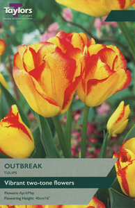 Tulip - Outbreak - 7 Bulb Pack