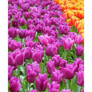 Tulip Passionale Pack Of 10 Size 10/11