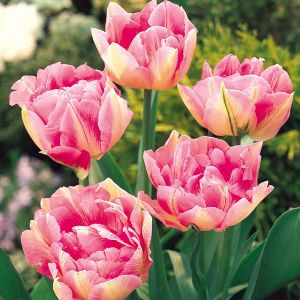 Tulip Peach Blossom Pack Of 10 Size 10/11