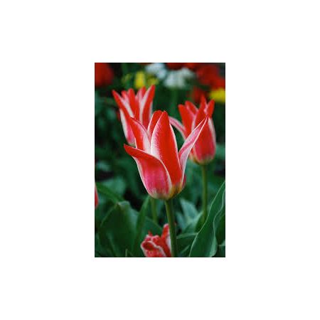Tulip Pinocchio Pack Of 10 Size 10/11