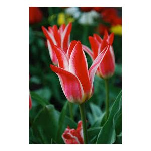 Tulip Pinocchio Pack Of 10 Size 10/11