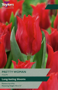 Tulip - Pretty Woman - 6 Bulb Pack