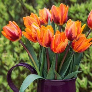 Tulip Princess Irene Pack Of 10 Size 10/11