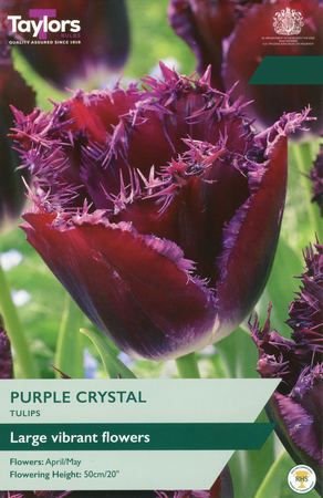 Tulip - Purple Crystal - 6 Bulb Pack