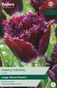 Tulip - Purple Crystal - 6 Bulb Pack