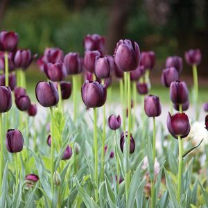 Tulip Queen Of Night Pack Of 10 Size 10/11