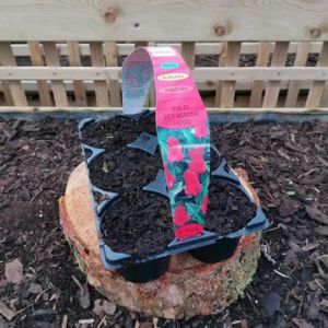 Tulip Red Riding Hood 6 Pack