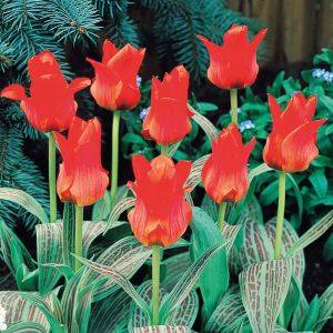 Tulip Red Riding Hood Pack Of 10 Size 10/11