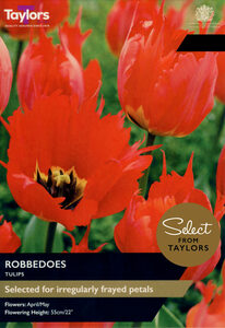 Tulip - Robbedoes - 6 Bulb Pack