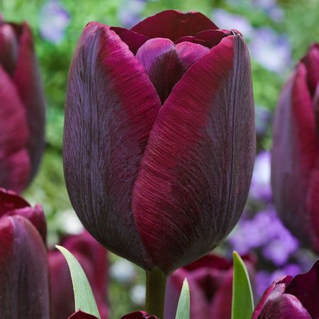Tulip Ronaldo Pack Of 10 Size 10/11