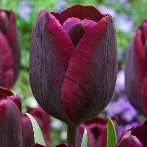 Tulip Ronaldo Pack Of 10 Size 10/11