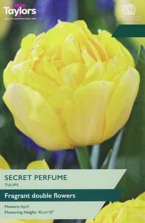 Tulip - Secret Perfume - 6 Bulb Pack