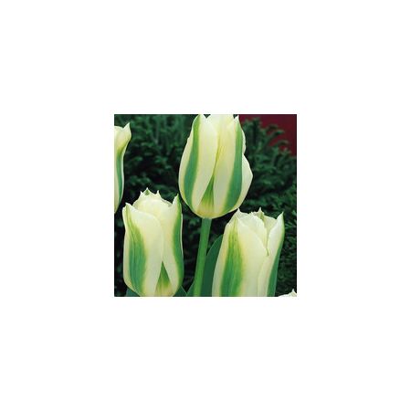 Tulip Spring Green Pack Of 10 Size 10/11