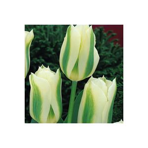 Tulip Spring Green Pack Of 10 Size 10/11