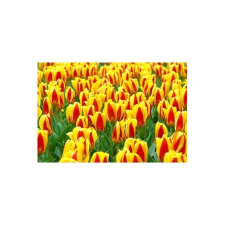 Tulip Stresa Pack Of 10 Size 10/11