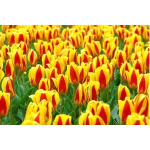 Tulip Stresa Pack Of 10 Size 10/11