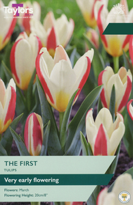Tulip - The First - 8 Bulb Pack