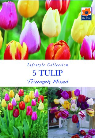Tulip - Triumph Mixed - 5 Pack
