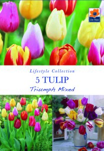 Tulip - Triumph Mixed - 5 Pack
