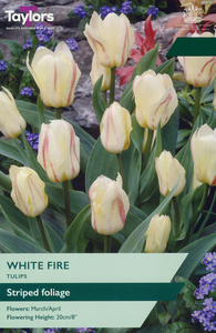 Tulip - White Fire - 8 Bulb Pack