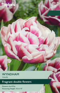 Tulip - Wyndham - 5 Bulb Pack