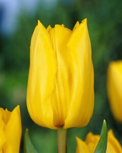 Tulip Yokohama Pack of 10 Size 10/11
