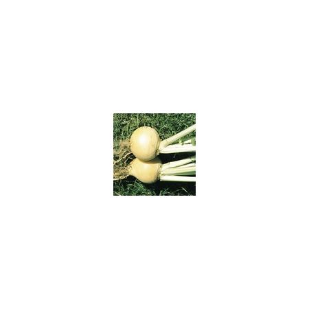 Turnip Golden Ball Kings Seeds