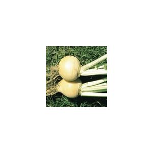 Turnip Golden Ball Kings Seeds