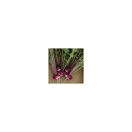 Turnip Milan Purple Top Kings Seeds