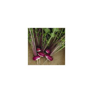 Turnip Milan Purple Top Kings Seeds