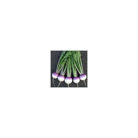 Turnip Sweetbell F1 Kings Seeds