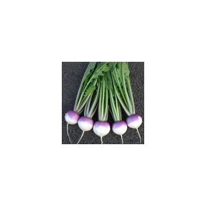 Turnip Sweetbell F1 Kings Seeds