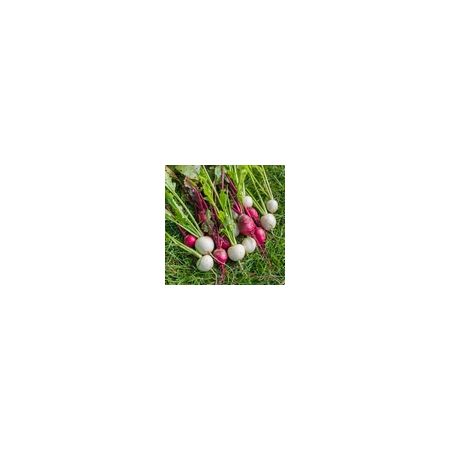 Turnip Temari Mixed F1 Kings Seeds