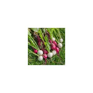 Turnip Temari Mixed F1 Kings Seeds