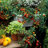 Vegetable Plants
