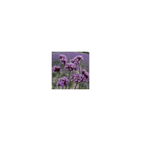 Verbena Bonariensis- Kings Seeds