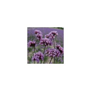 Verbena Bonariensis- Kings Seeds