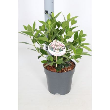 Viburnum Tinus C2 - Our Selection