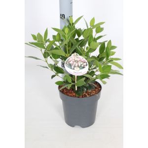Viburnum Tinus C2 - Our Selection